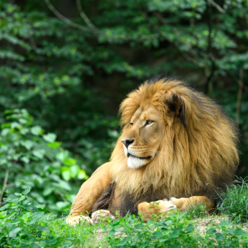 Country Lion by Josef Avid